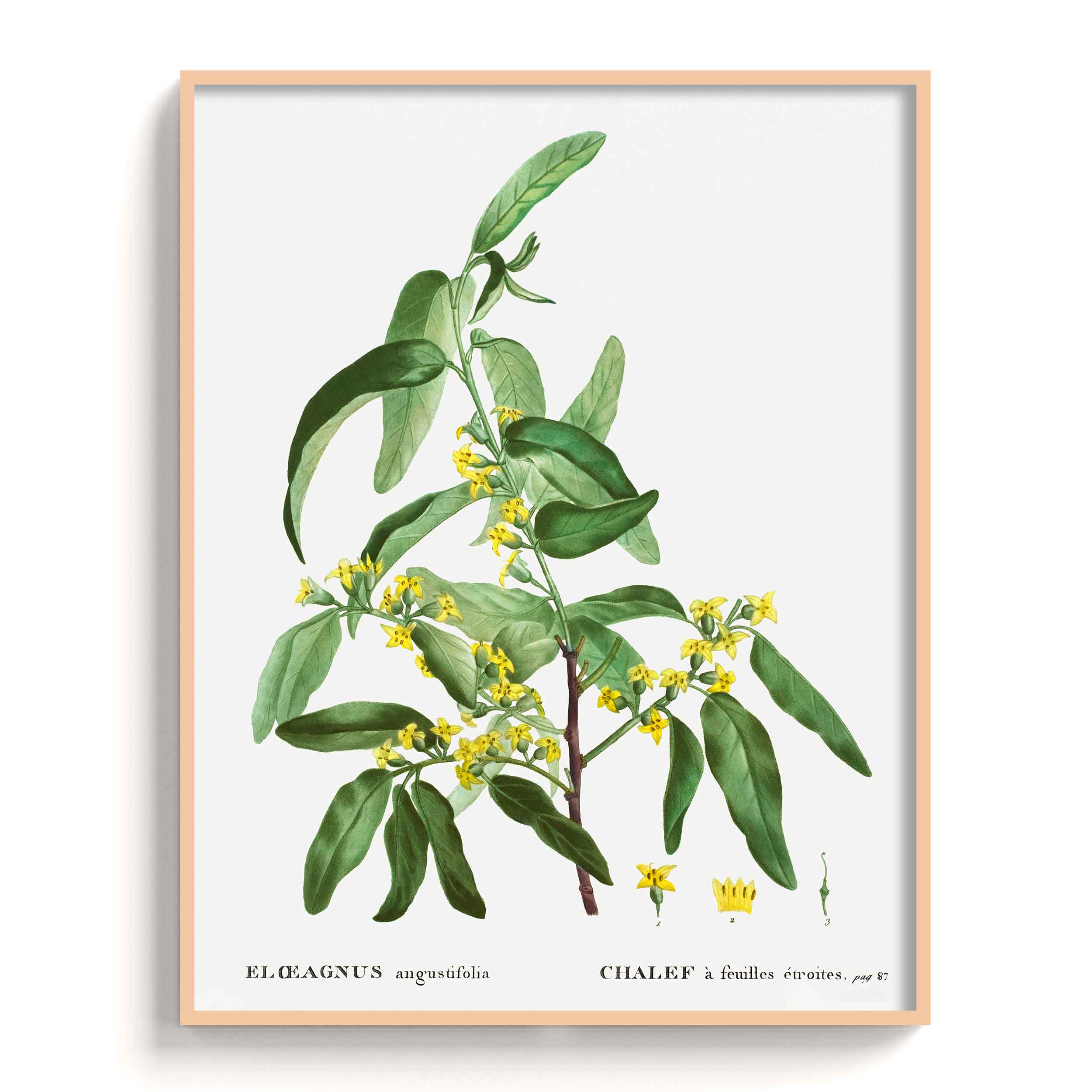 Botanicals