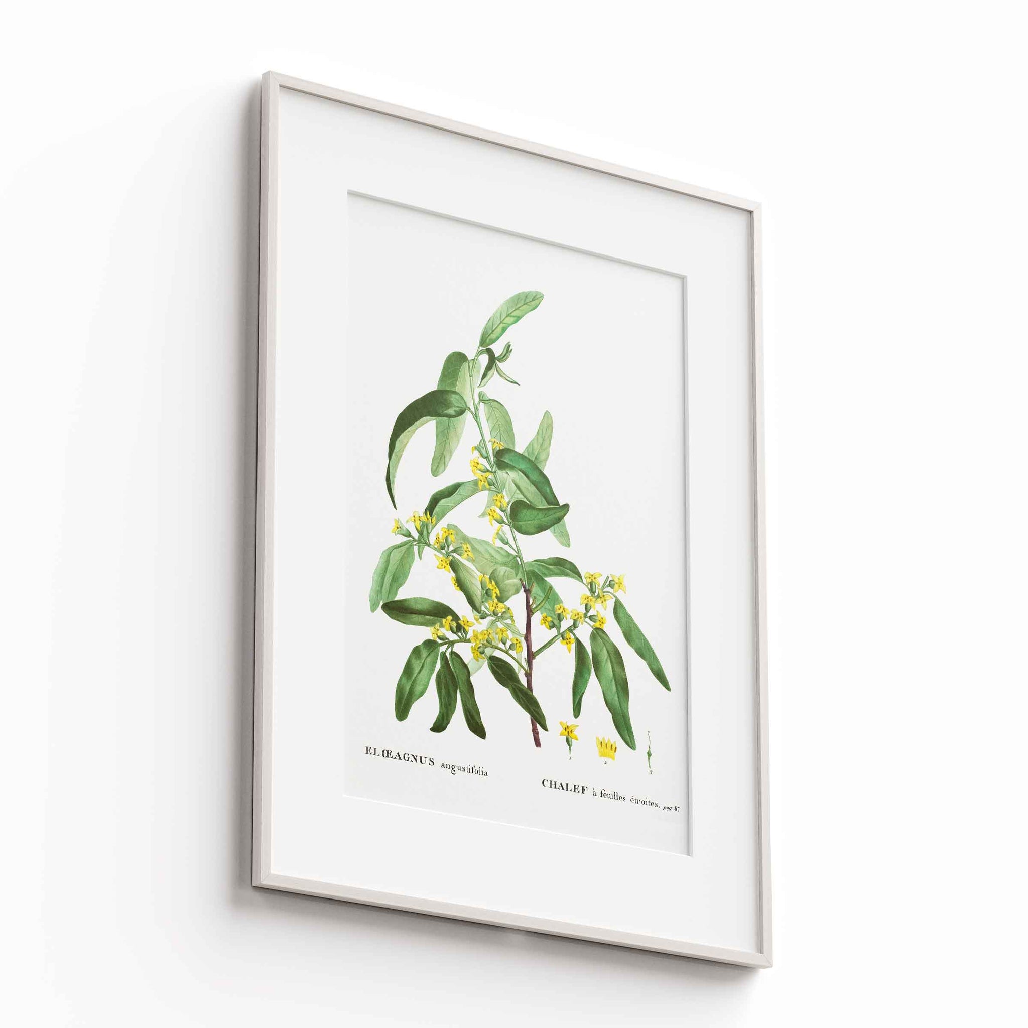 Botanicals