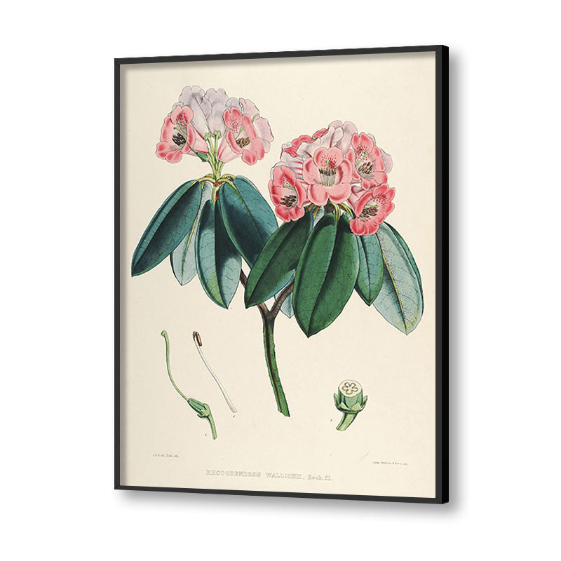 Botanical 2