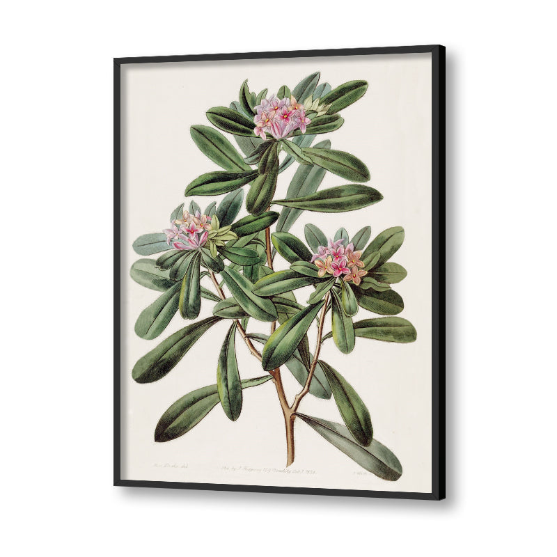 Botanical 7