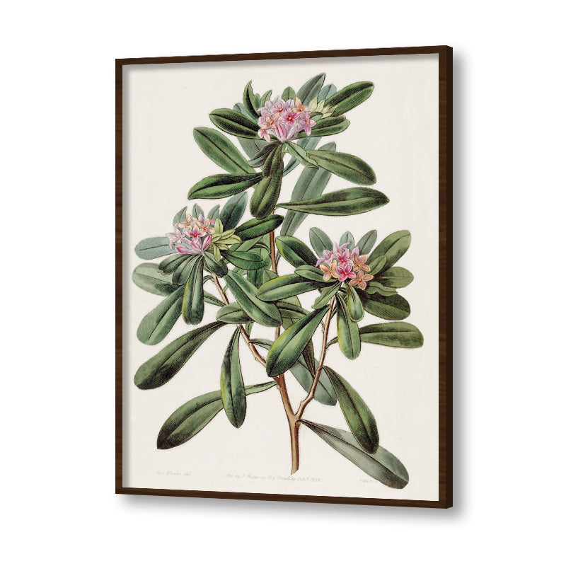 Botanical 7