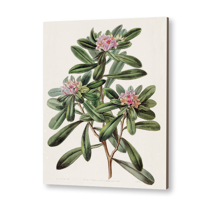 Botanical 7