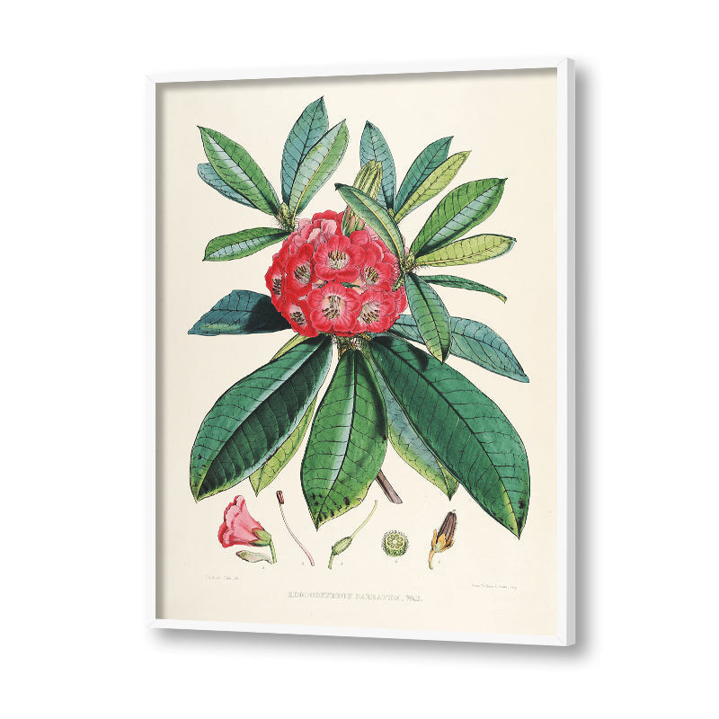 Botanical 8