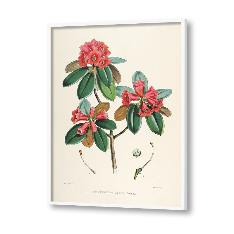 Botanical 9